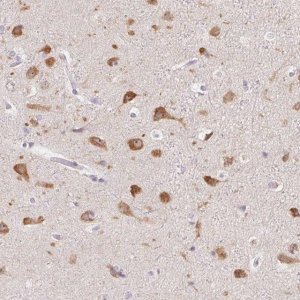 Anti-PNMAL2 antibody produced in rabbit 