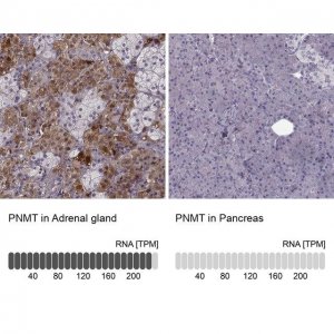 Anti-PNMT antibody produced in rabbit 