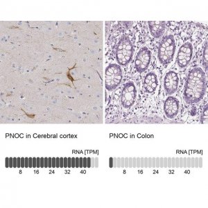 Anti-PNOC antibody produced in rabbit 