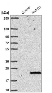 Anti-PNRC2 antibody produced in rabbit HPA045837-100UL