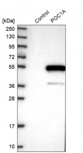 Anti-POC1A antibody produced in rabbit 