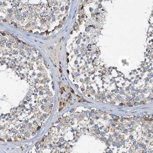 Anti-POC1A antibody produced in rabbit 