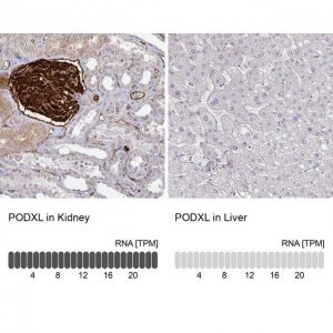 Anti-PODXL antibody produced in rabbit 