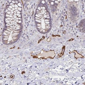 Anti-PODXL antibody produced in rabbit 