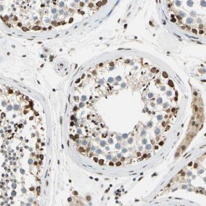 Anti-POGZ antibody produced in rabbit 