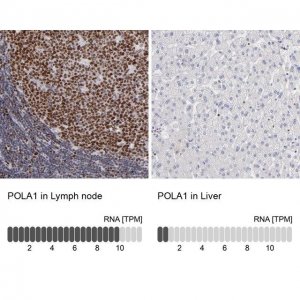 Anti-POLA1 antibody produced in rabbit 