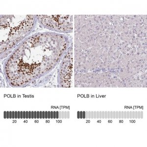Anti-POLB antibody produced in rabbit 