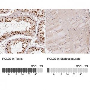 Anti-POLD3 antibody produced in rabbit 