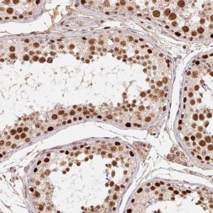 Anti-POLD3 antibody produced in rabbit 