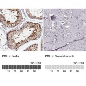 Anti-POLI antibody produced in rabbit 