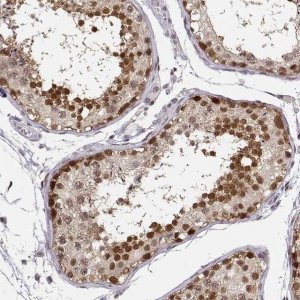 Anti-POLI antibody produced in rabbit 