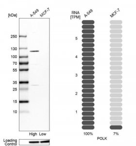 Anti-POLK antibody produced in rabbit 