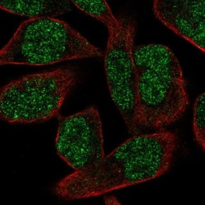 Anti-POLK antibody produced in rabbit 