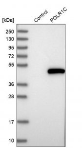 Anti-POLR1C antibody produced in rabbit 