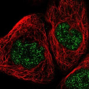 Anti-POLR1C antibody produced in rabbit 