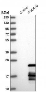 Anti-POLR1D antibody produced in rabbit 