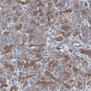 Anti-POLR1D antibody produced in rabbit 