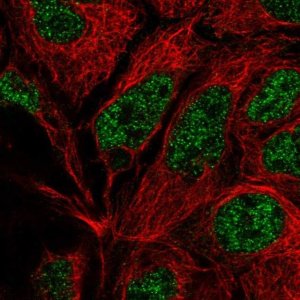 Anti-POLR2E antibody produced in rabbit 
