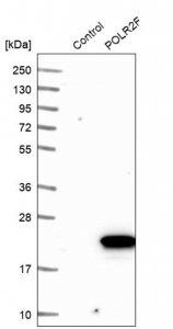 Anti-POLR2F antibody produced in rabbit 