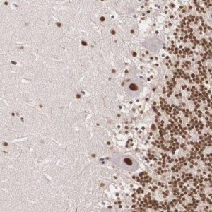 Anti-POLR2F antibody produced in rabbit 