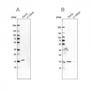 Anti-POLR2H HPA055813-100UL