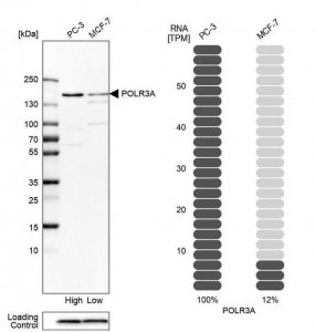 Anti-POLR3A antibody produced in rabbit 
