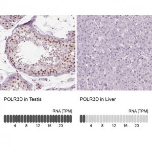 Anti-POLR3D antibody produced in rabbit 