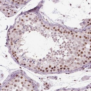 Anti-POLR3D antibody produced in rabbit 