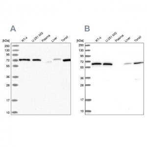 Anti-POLR3E antibody produced in rabbit 