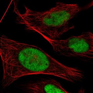 Anti-POLR3E antibody produced in rabbit 