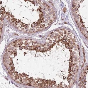Anti-POLR3F antibody produced in rabbit 