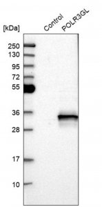 Anti-POLR3GL antibody produced in rabbit 