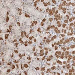 Anti-POLR3GL antibody produced in rabbit 