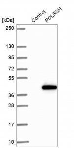 Anti-POLR3H antibody produced in rabbit 