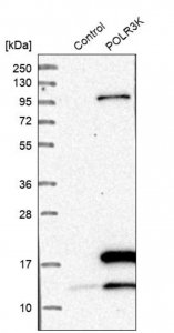 Anti-POLR3K antibody produced in rabbit HPA005891-100UL