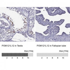 Anti-POM121L12 antibody produced in rabbit 