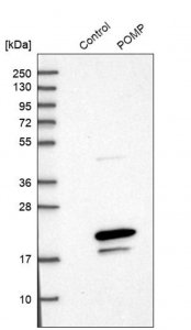 Anti-POMP antibody produced in rabbit 