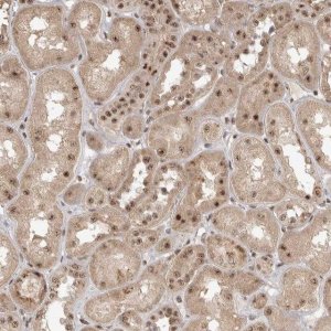 Anti-POMP antibody produced in rabbit 