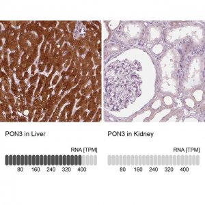 Anti-PON3 antibody produced in rabbit 