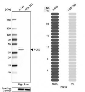 Anti-PON3 antibody produced in rabbit 