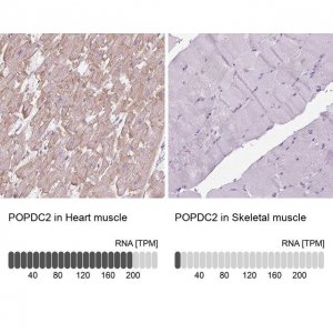 Anti-POPDC2 antibody produced in rabbit 