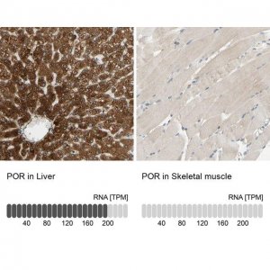 Anti-POR antibody produced in rabbit 