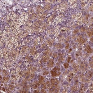 Anti-PORCN antibody produced in rabbit 