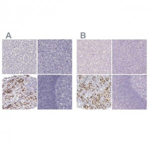 Anti-POU1F1 antibody produced in rabbit 