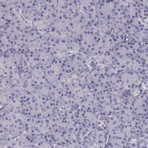 Anti-POU1F1 antibody produced in rabbit 