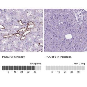 Anti-POU3F3 antibody produced in rabbit 