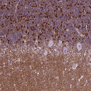 Anti-POU3F3 antibody produced in rabbit 