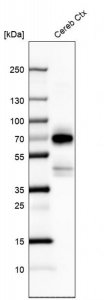 Anti-POU3F4 antibody produced in rabbit 
