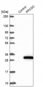 Anti-PPCDC antibody produced in rabbit 