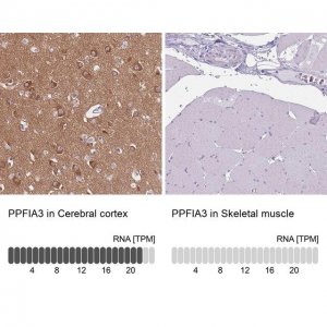 Anti-PPFIA3 antibody produced in rabbit 